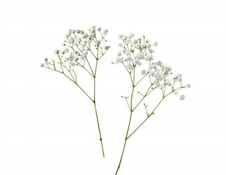 Esperando la imagen de producto