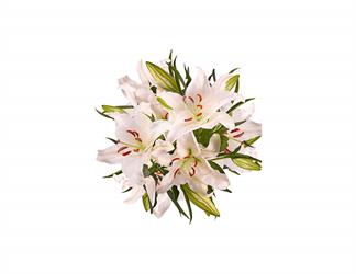 Esperando la imagen de producto