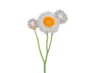 Esperando la imagen de producto