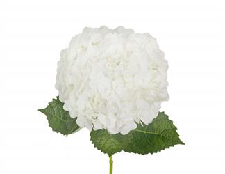 Esperando la imagen de producto