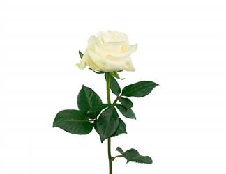 Esperando la imagen de producto