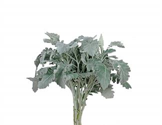 Esperando la imagen de producto